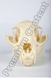 Skull Lion